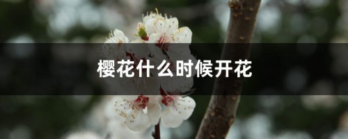 樱花什么时候开花