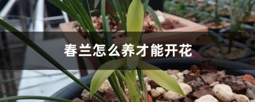 春兰怎么养才能开花