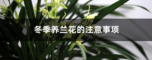 冬天兰花怎么浇水，冬季养兰花的注意事项