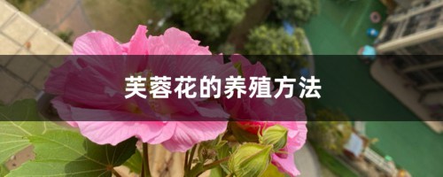 芙蓉花的养殖方法