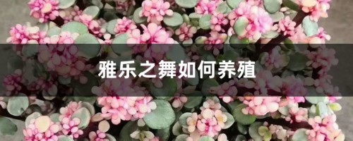 雅乐之舞如何养殖